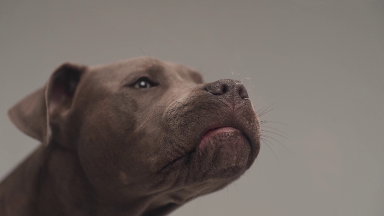 这只可爱的美国斯塔福德郡梗犬正把头转向一边，舔着工作室灰色背景上的玻璃视频素材