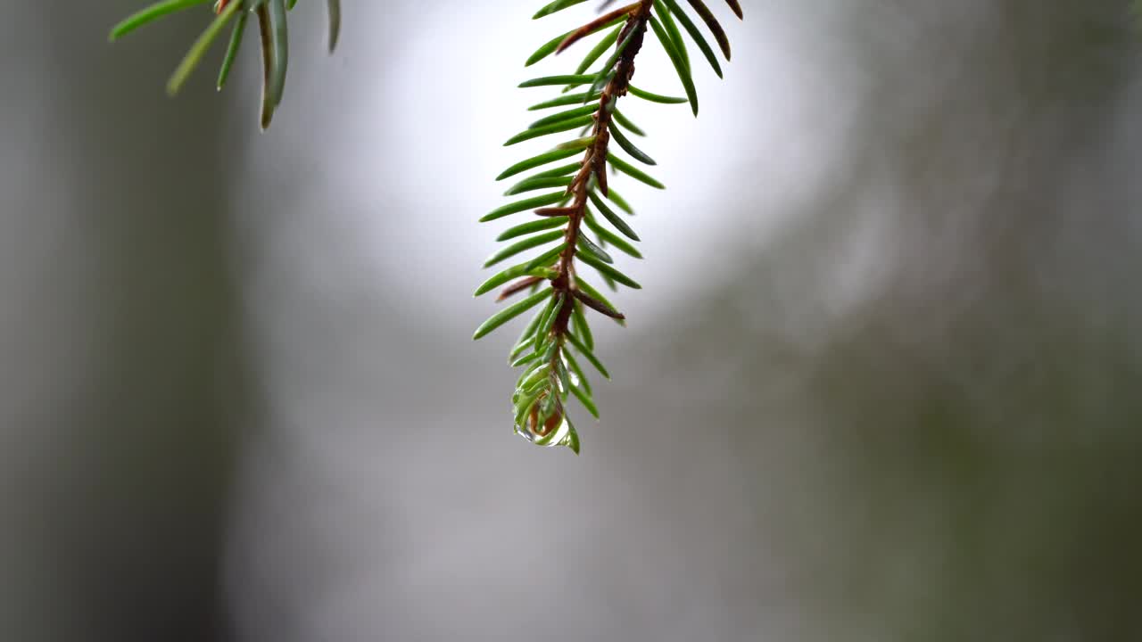 湿漉漉的冷杉树枝上有一滴雨滴在空中移动视频素材