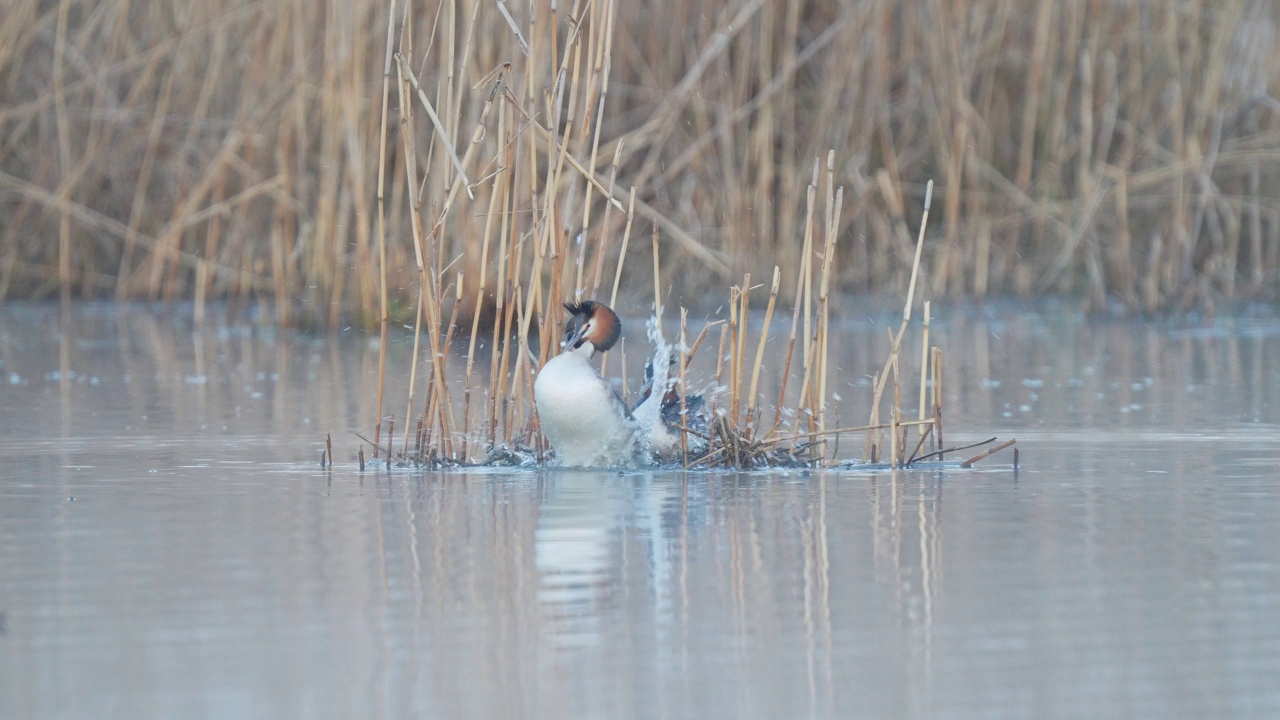 大凤头Grebe (Podiceps cristatus)，成对在巢上视频素材