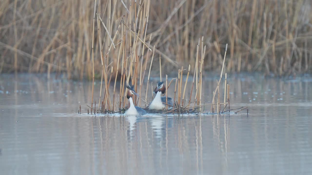 大凤头Grebe (Podiceps cristatus)，成对在巢上视频素材