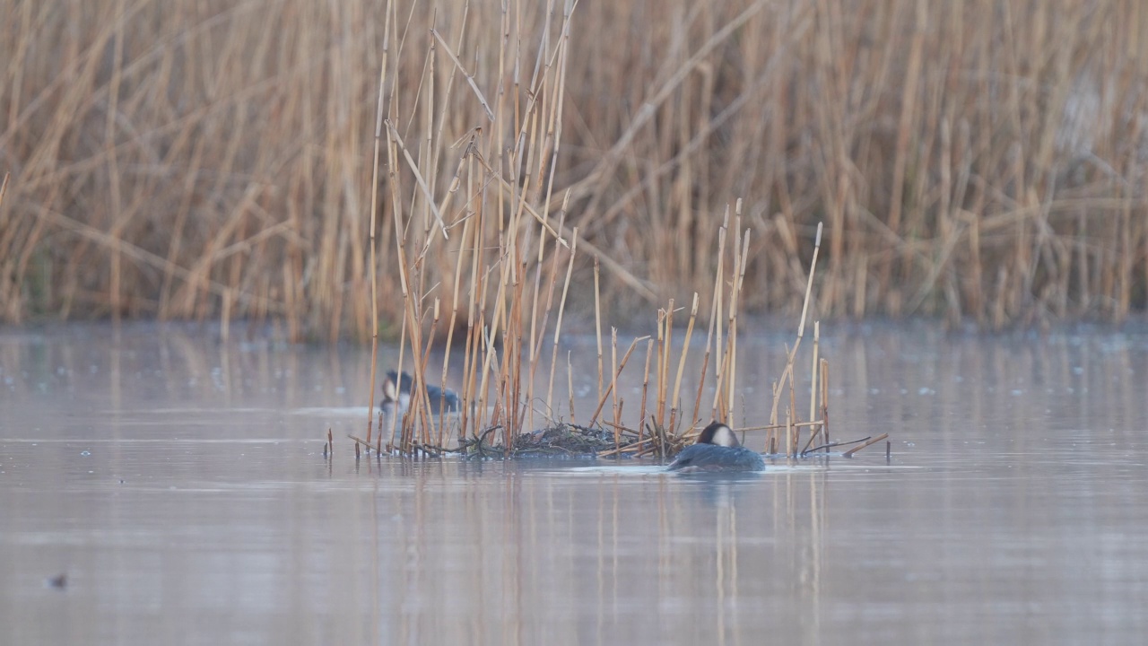 大凤头Grebe (Podiceps cristatus)，成对在巢上视频素材