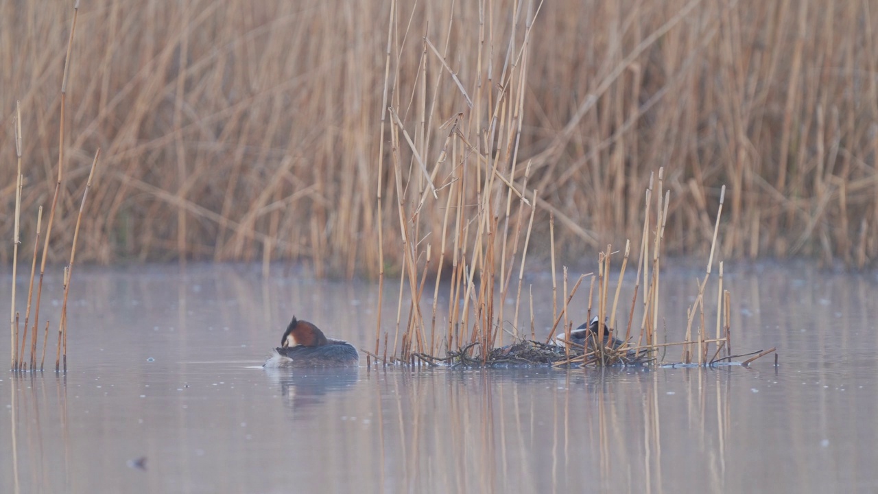 大凤头Grebe (Podiceps cristatus)，成对在巢上视频素材