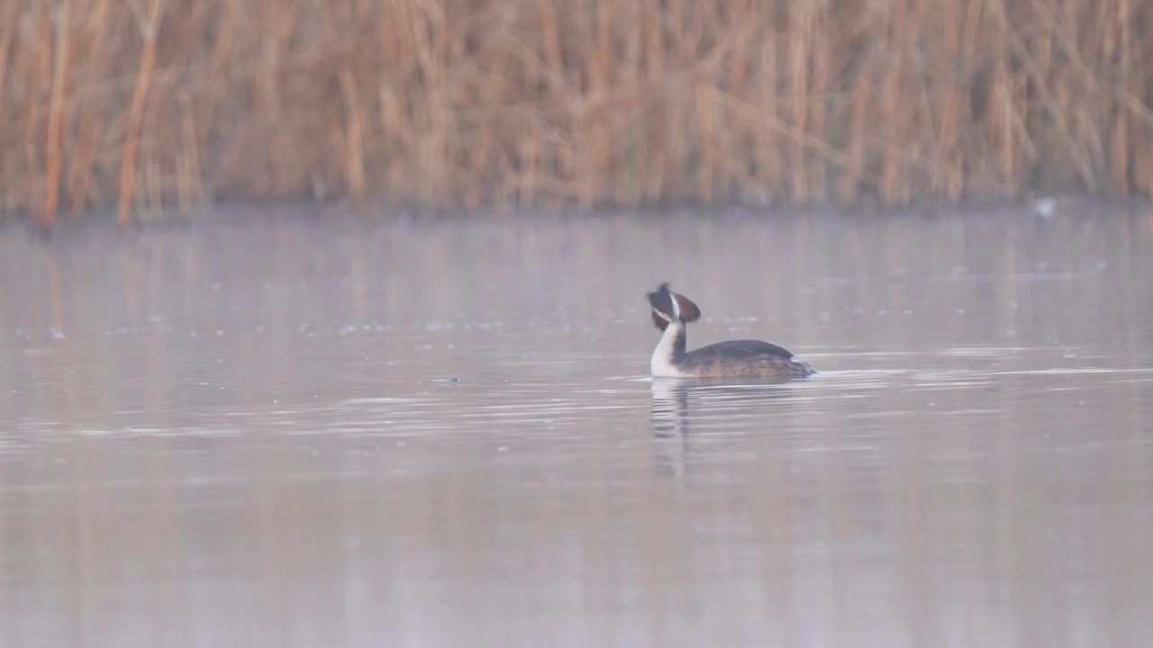 大凤头Grebe (Podiceps cristatus)，正在游泳视频素材