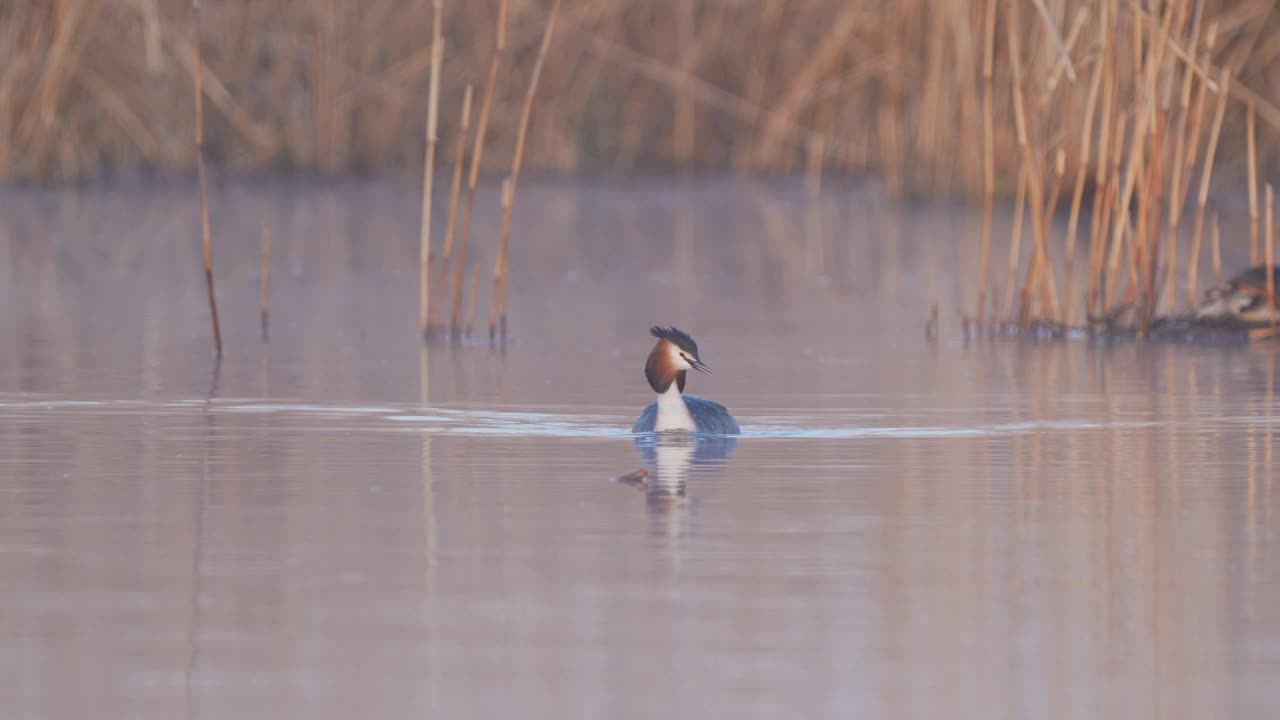 大凤头Grebe (Podiceps cristatus)，成对在巢上视频素材