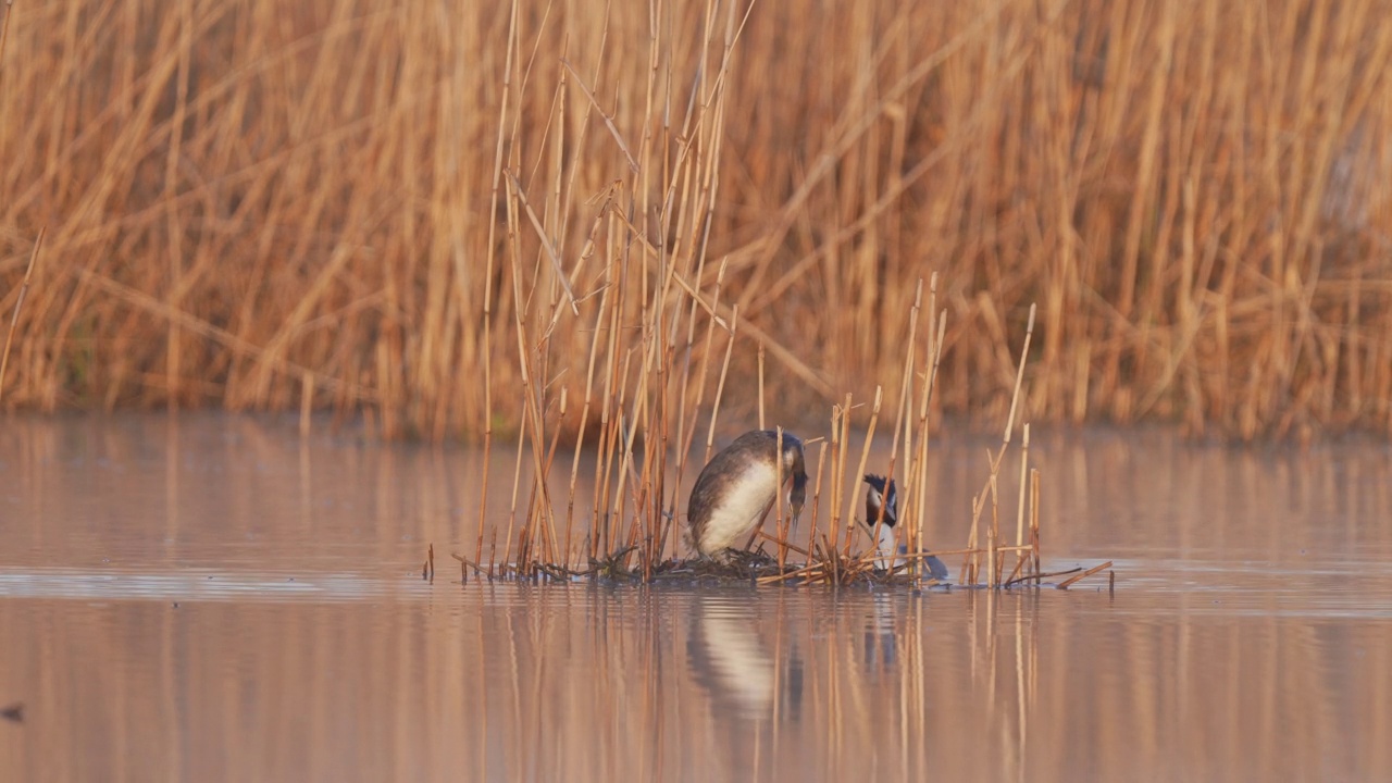 大凤头Grebe (Podiceps cristatus)，成对在巢上视频素材