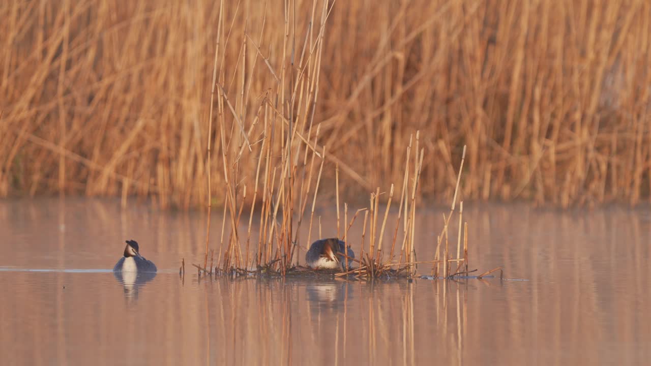 大凤头Grebe (Podiceps cristatus)，成对在巢上视频素材