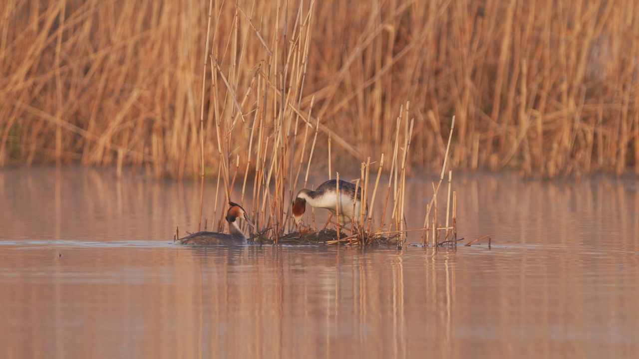 大凤头Grebe (Podiceps cristatus)，成对在巢上视频素材