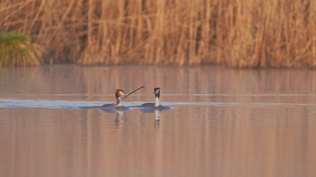 大凤头Grebe (Podiceps cristatus)，成对游泳视频素材