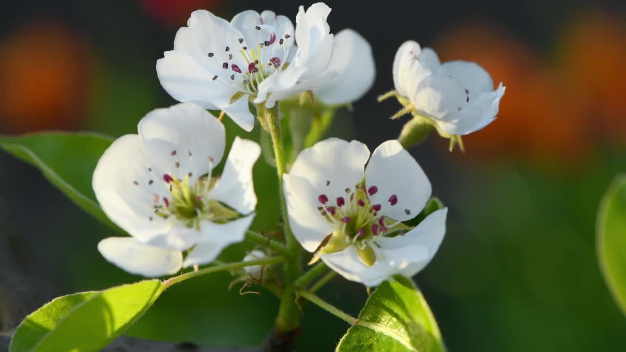 白色的梨花在风中摇曳。Spring背景视频。侧视图。视频素材