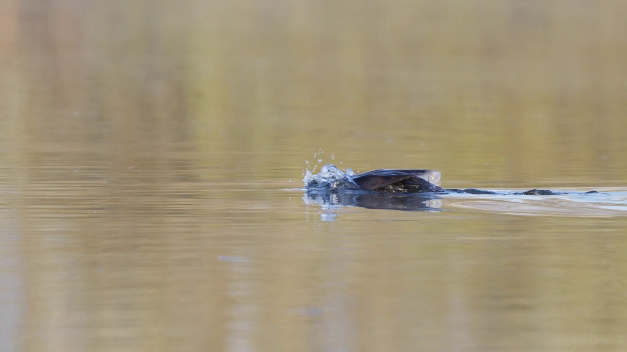 大黑鸬鹚(Phalacrocorax carbo)，在水中视频素材