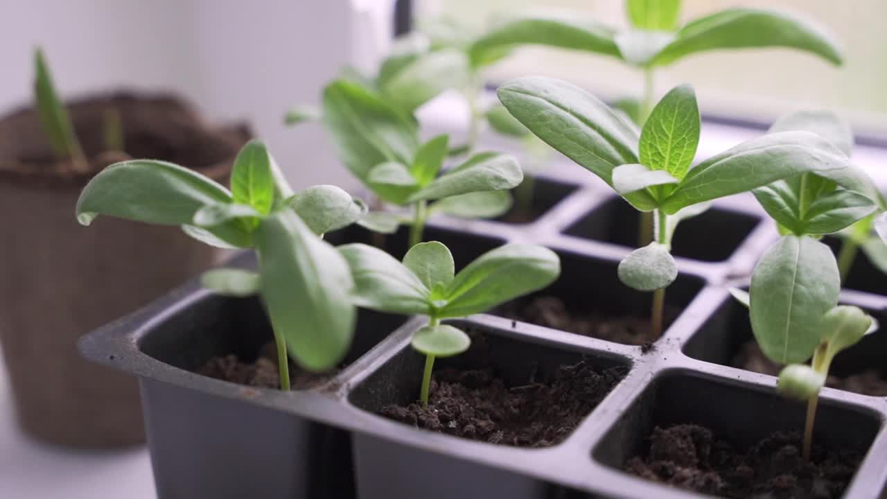 在窗台上的塑料蜂窝容器里的花苗视频素材