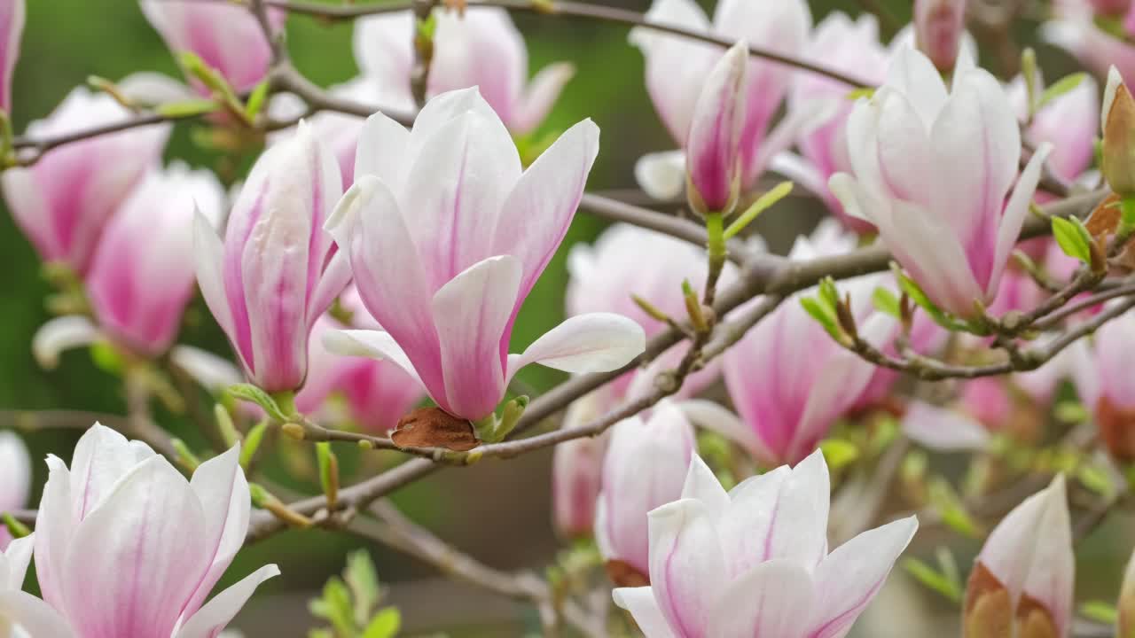 木兰开花树与白色和粉红色的花瓣摇曳在温柔的风视频素材