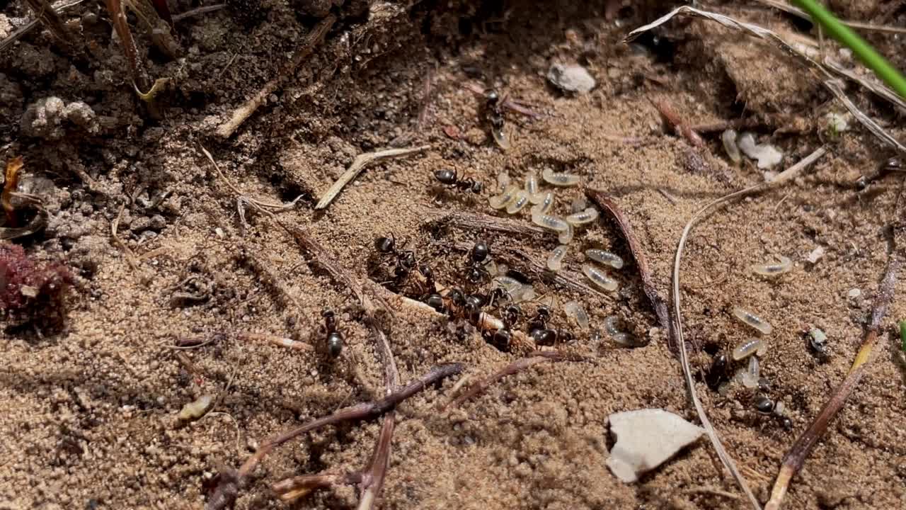 蚂蚁把它们的幼虫带到安全的地方的视频视频素材