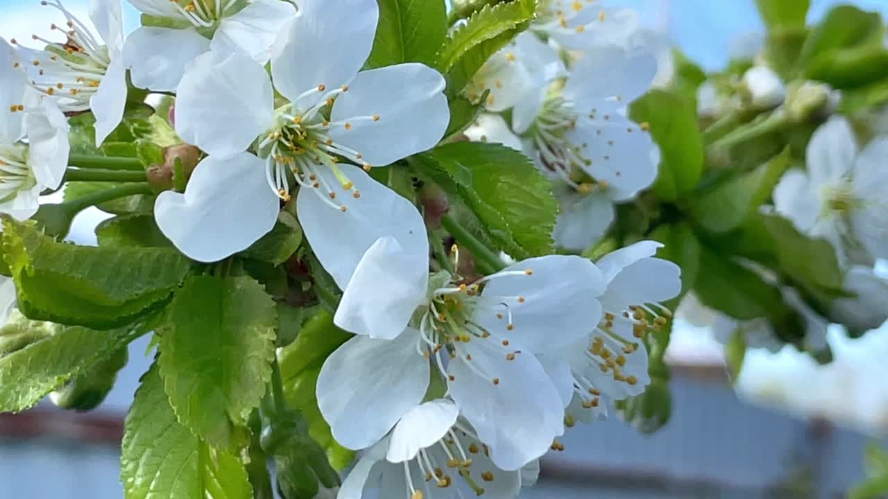 蜜蜂在苹果树上采集花粉的特写视频素材