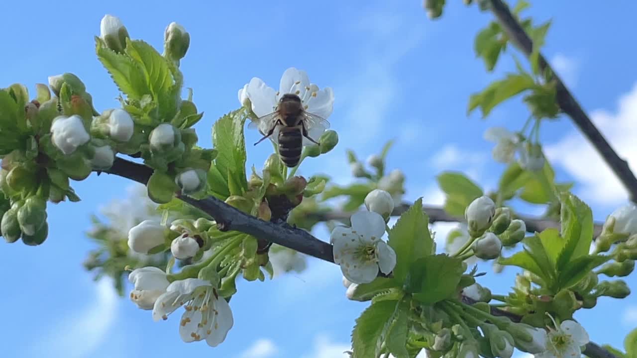 一只蜜蜂从苹果树的白花上收集花粉，然后飞走。视频素材