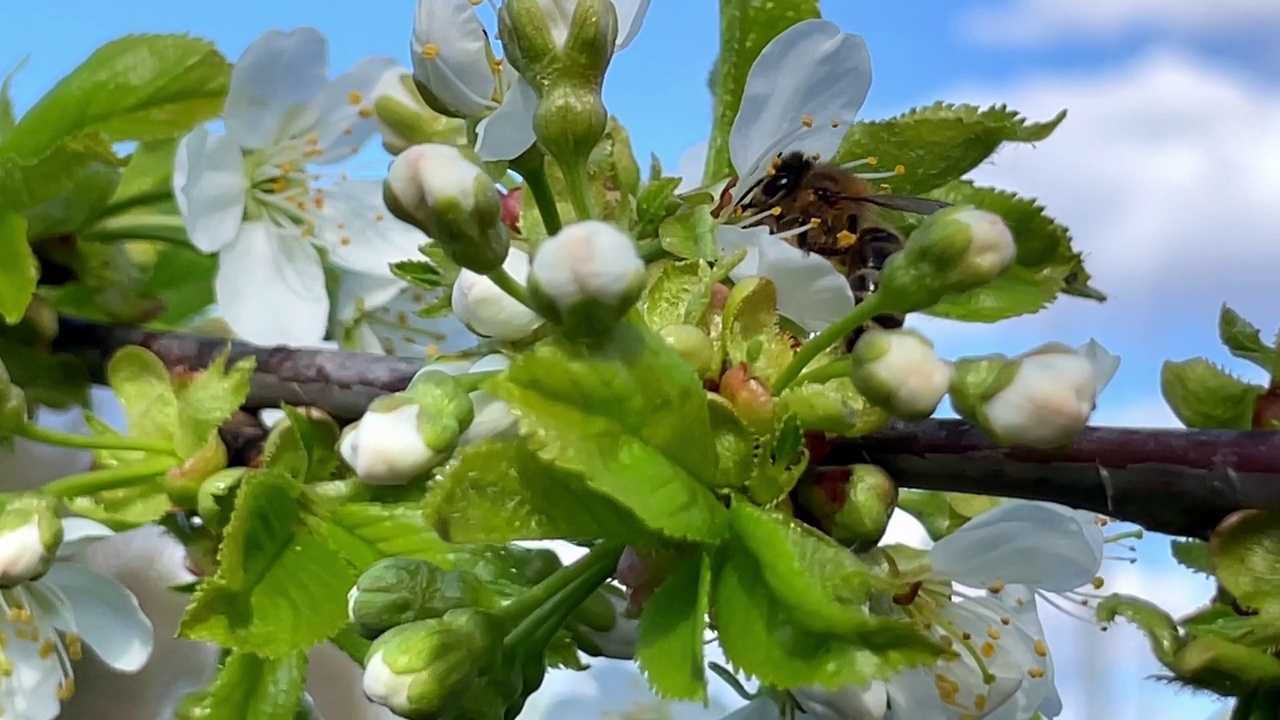 一只蜜蜂从苹果树的白花上收集花粉后飞走了。视频素材