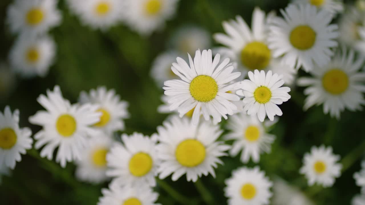 花视频素材