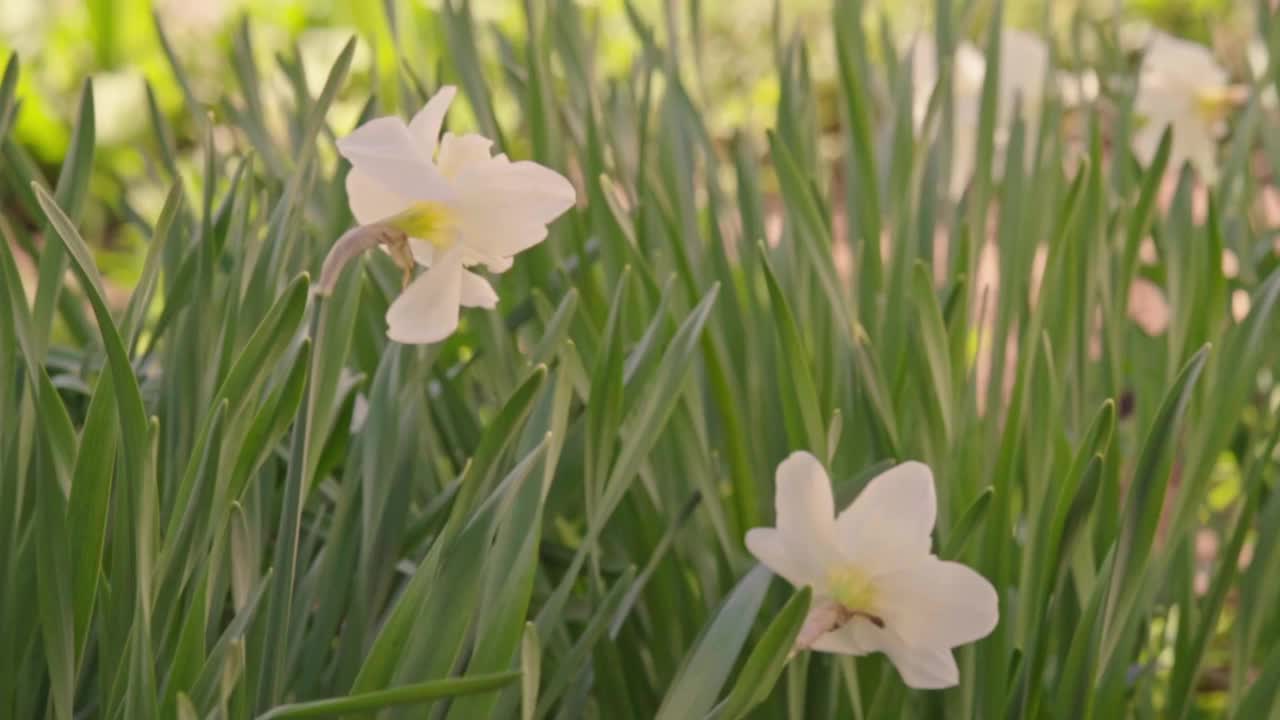 手在花园里用喷壶浇花慢动作。用喷壶给水仙花浇水。在花坛里养花。视频素材