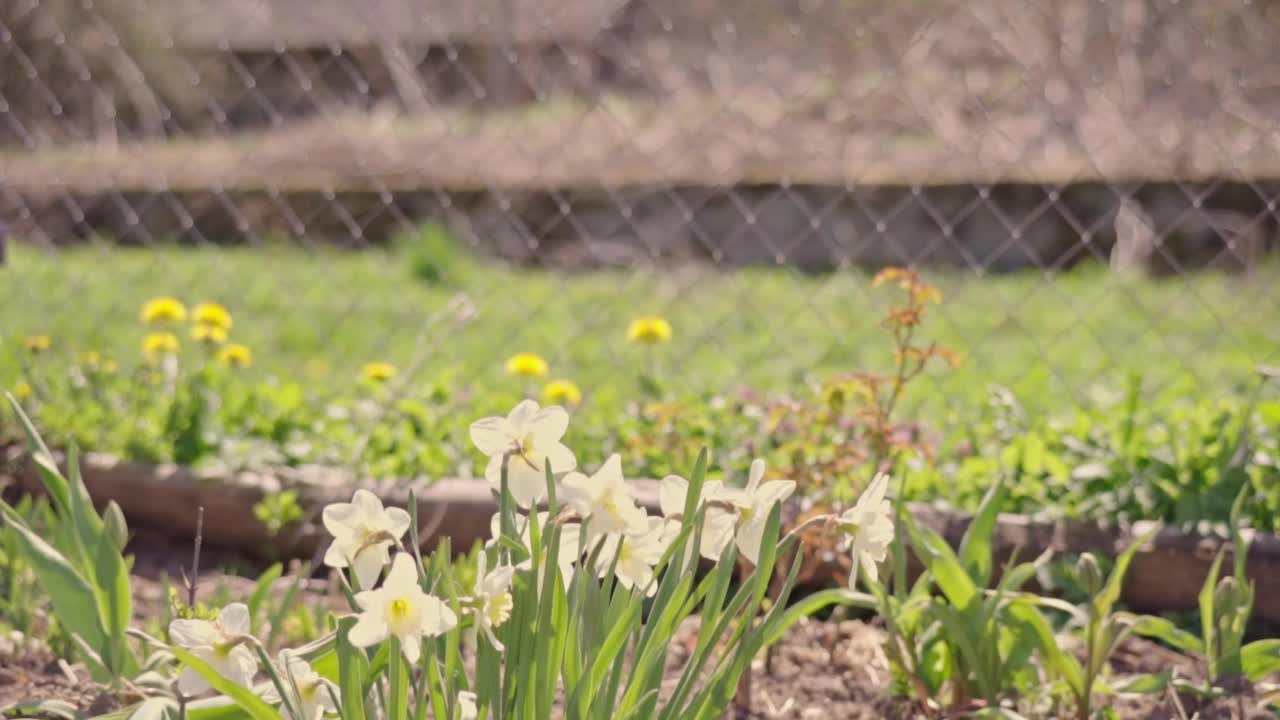 手在花园里用喷壶浇花慢动作。用喷壶给水仙花浇水。在花坛里养花。视频素材