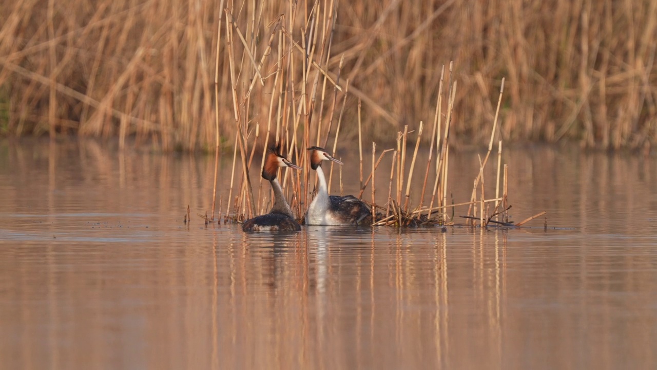 大凤头䴙䴘(Podiceps cristatus)，一对在巢上视频素材