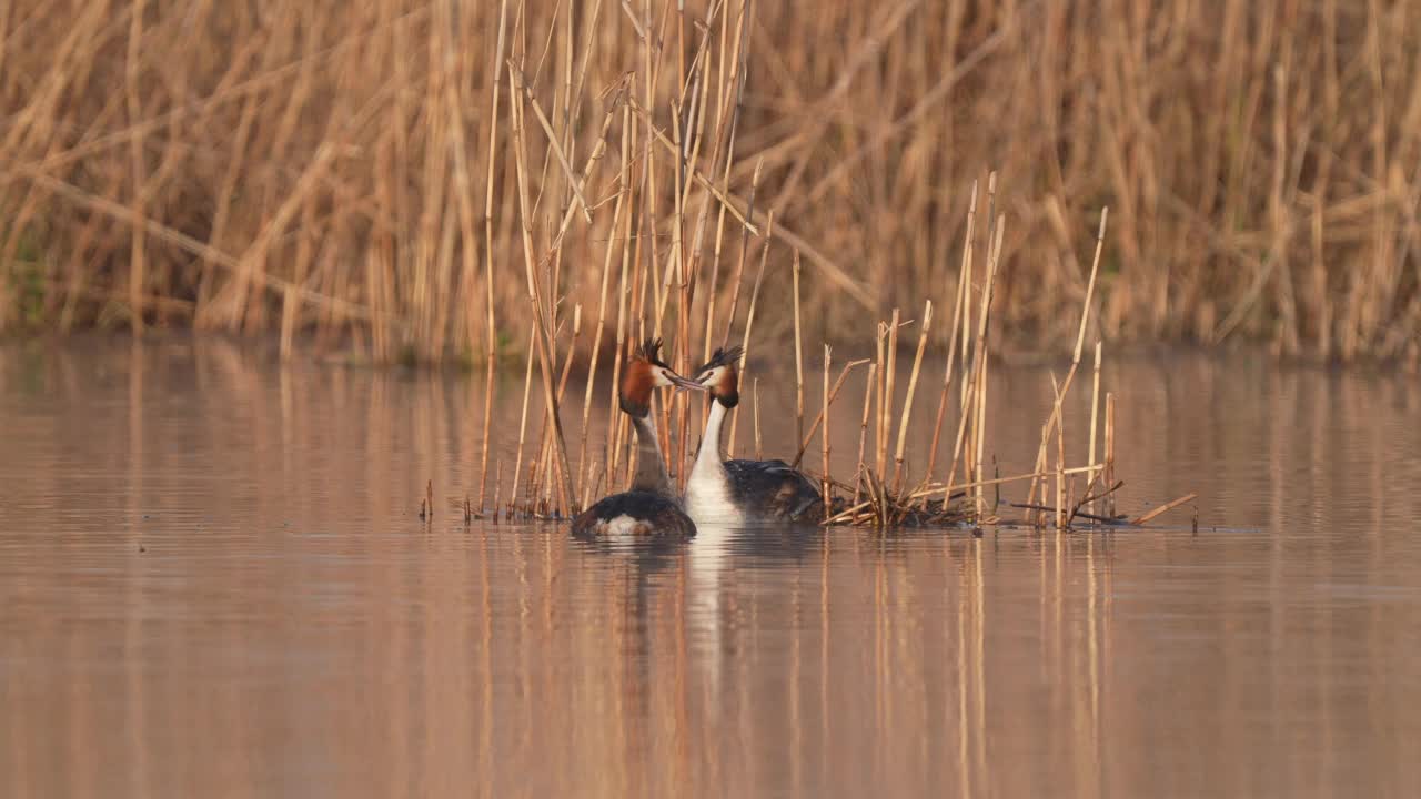 大凤头䴙䴘(Podiceps cristatus)，一对在巢上视频素材