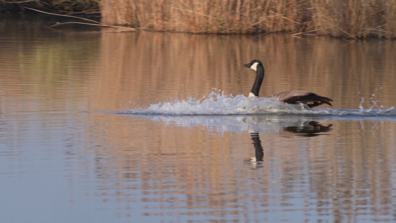 飞行中的加拿大鹅(Branta canadensis)视频素材