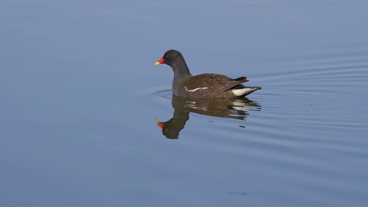 普通摩尔人（Gallinula chloropus）视频素材