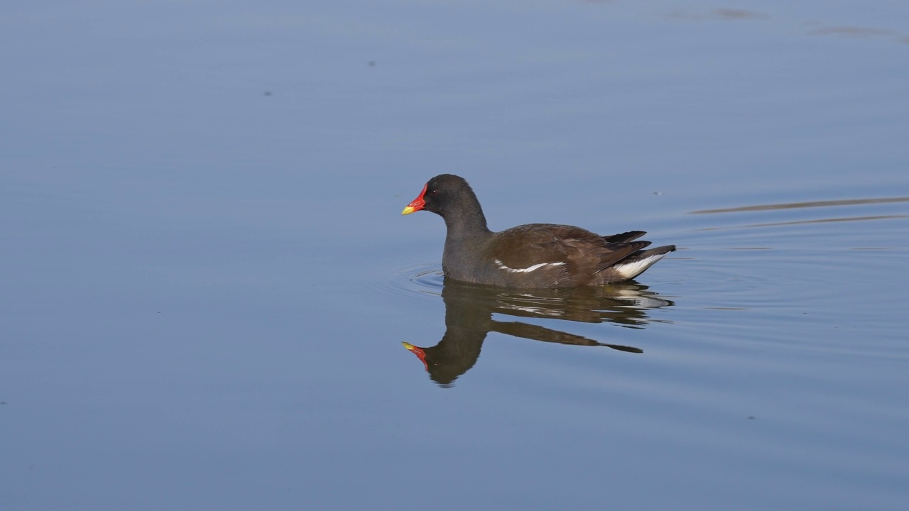 普通摩尔人（Gallinula chloropus）视频素材