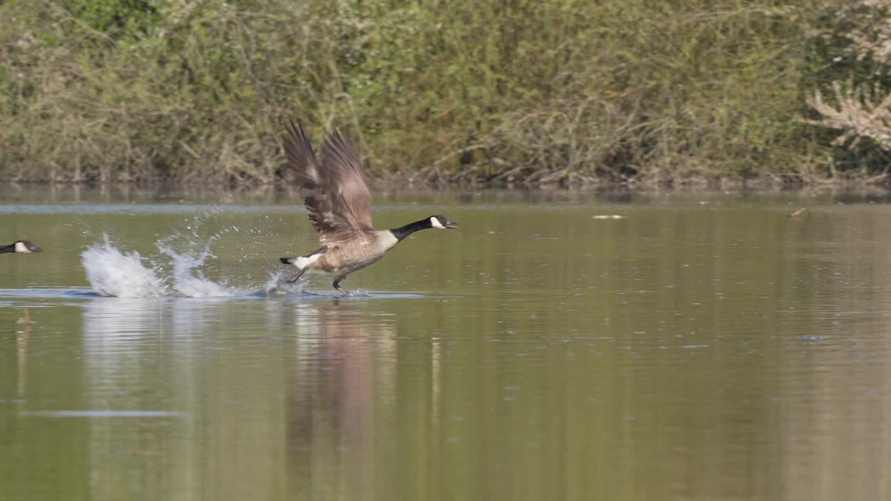 加拿大鹅(Branta canadensis)，两只在飞行视频素材