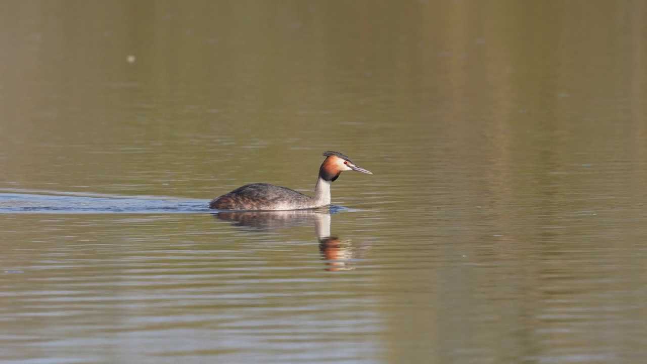 大凤头䴙䴘(Podiceps cristatus)，正在游泳视频素材