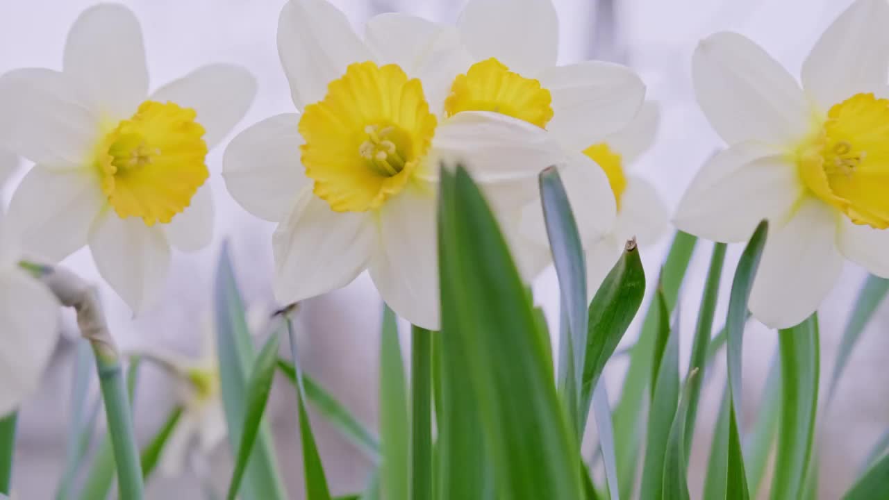 白色和黄色的水仙花。春天水仙欣欣向荣。视频素材