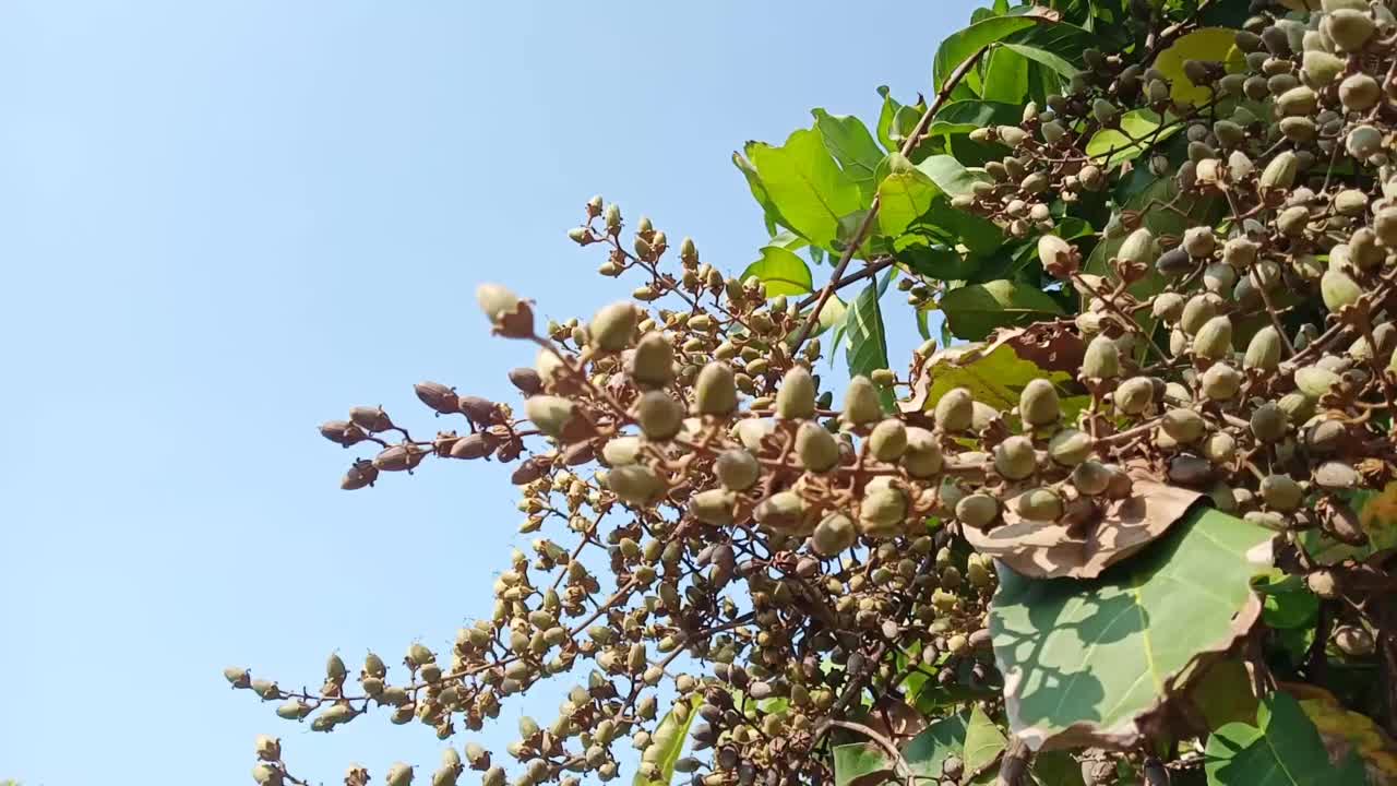 观赏植物视频素材