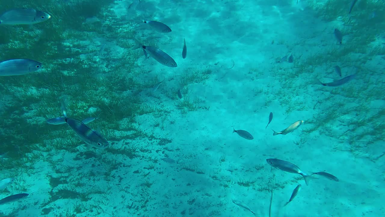 在意大利西西里岛费维纳的清澈蓝色海水中游泳的地中海鱼群的水下慢动作视图视频素材