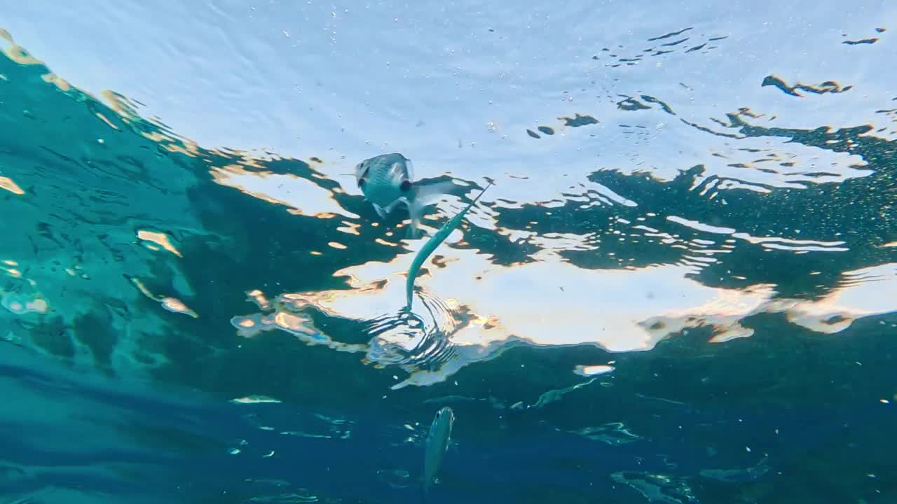 一群黑斑梭鱼在清澈的海水下游泳和进食视频素材