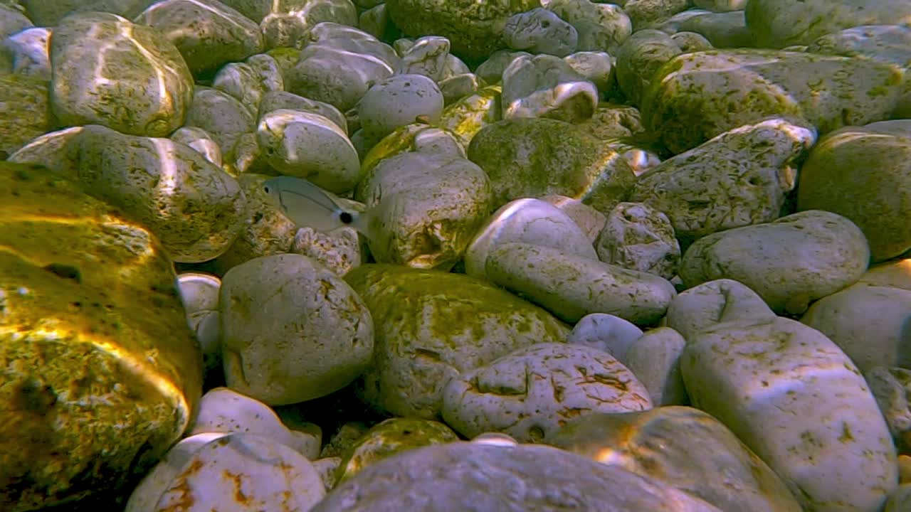 近距离水下观有鞍鲷鱼游泳在清澈的海水在岩石海底。慢动作视频素材