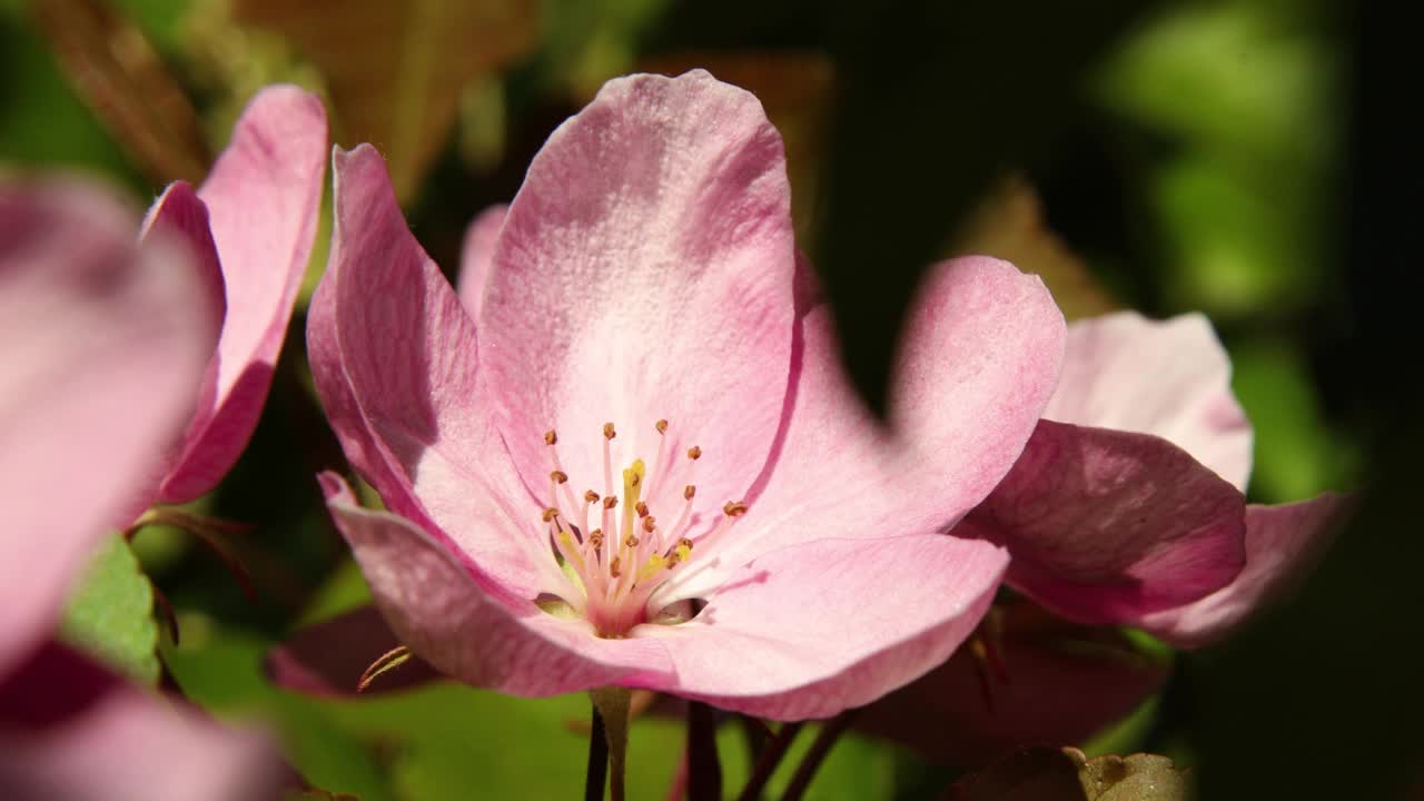 美丽的春天，粉红色的苹果树花在风中绽放视频素材