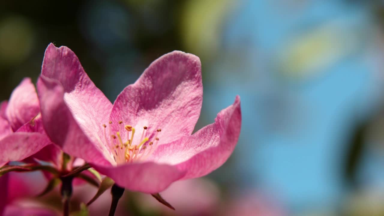 美丽的春天，粉红色的苹果树花在风中绽放视频素材