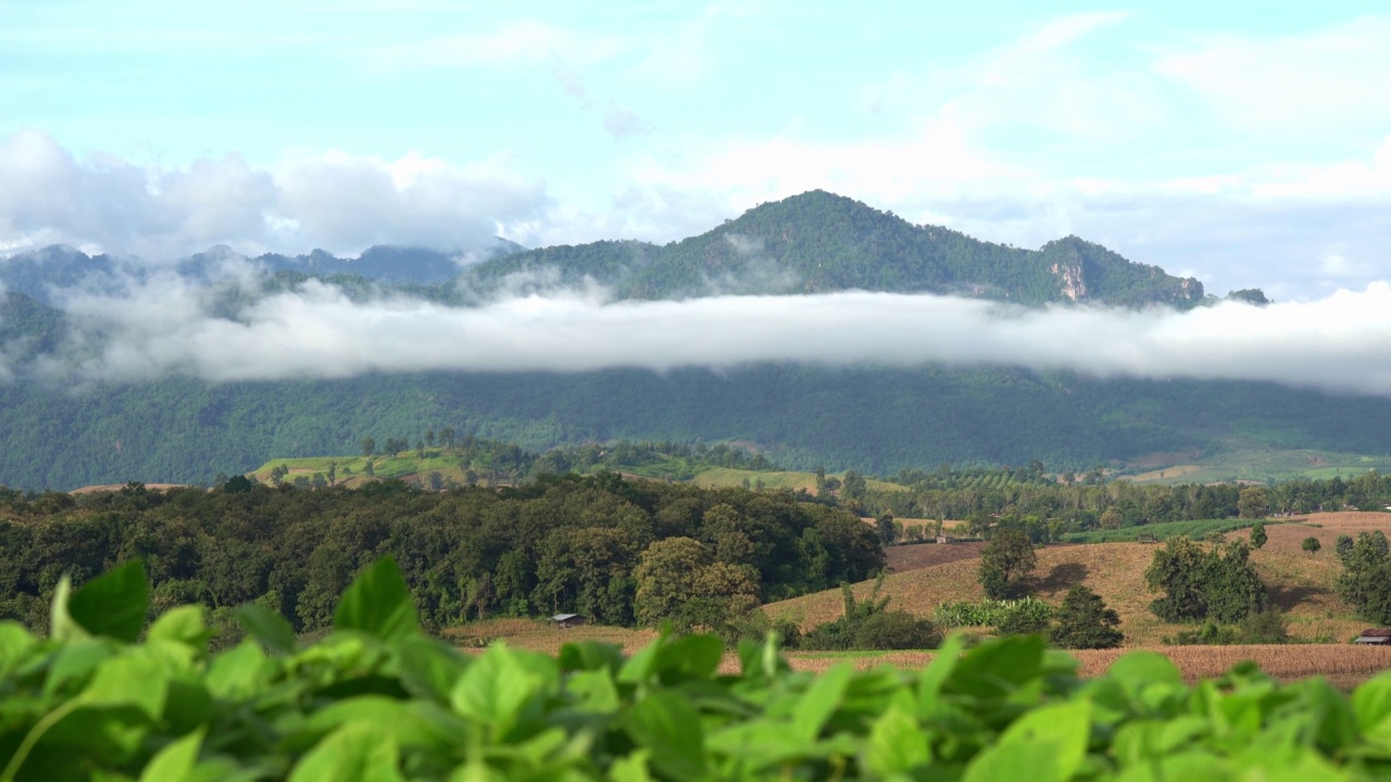 泰国乡村的雾山和微风的景色。视频下载