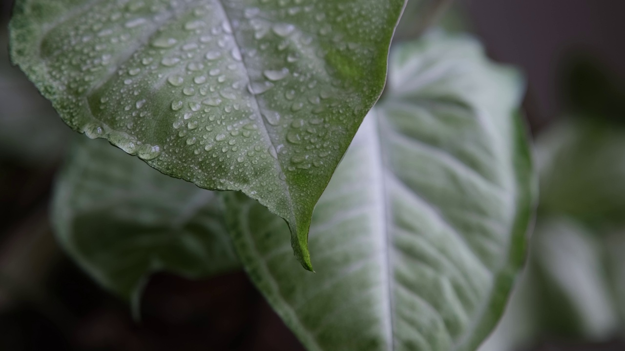 滴在叶子。热带大树叶上的雨滴。视频素材