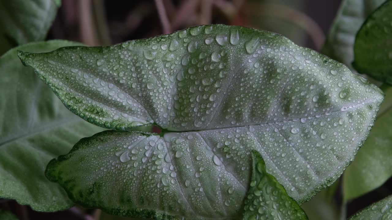 滴在叶子。热带大树叶上的雨滴。视频素材