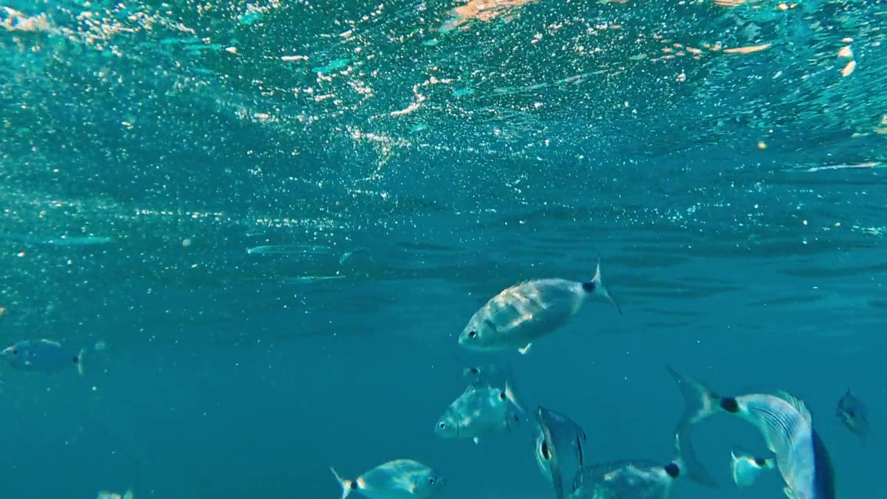 水下特写的萨拉加鱼的学校游泳和吃在清澈的蓝色海水的表面。慢动作视频素材