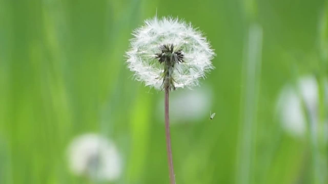 草地上的蒲公英视频素材