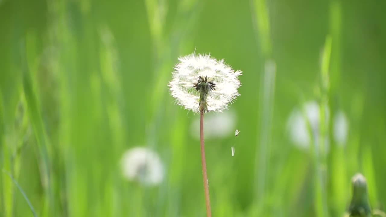 草地上的蒲公英视频素材