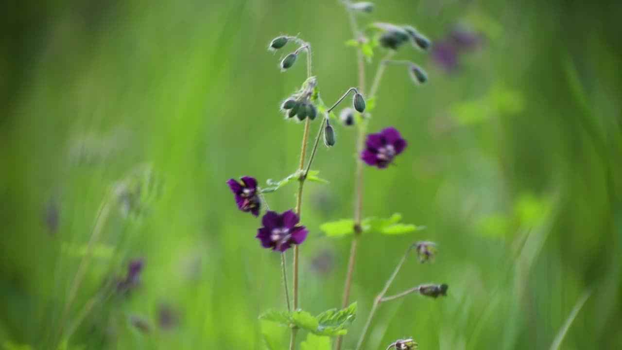 天竺葵的花在风中摇曳视频素材