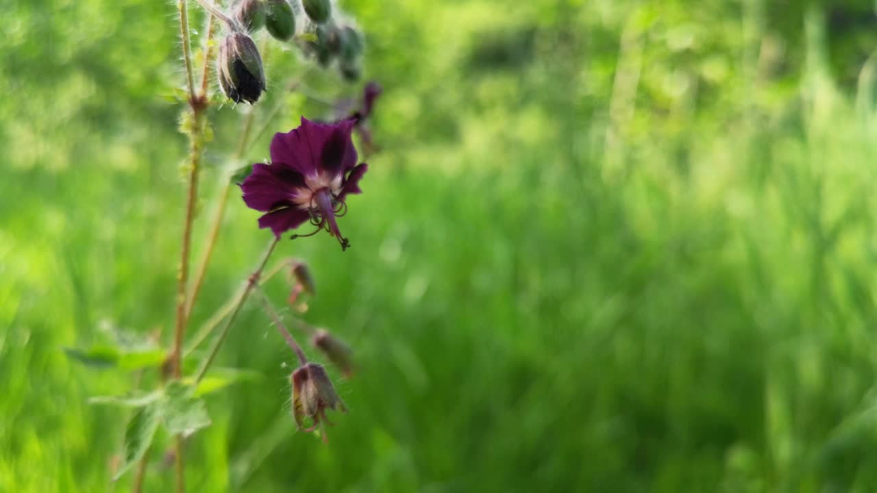 天竺葵的花在风中摇曳视频素材