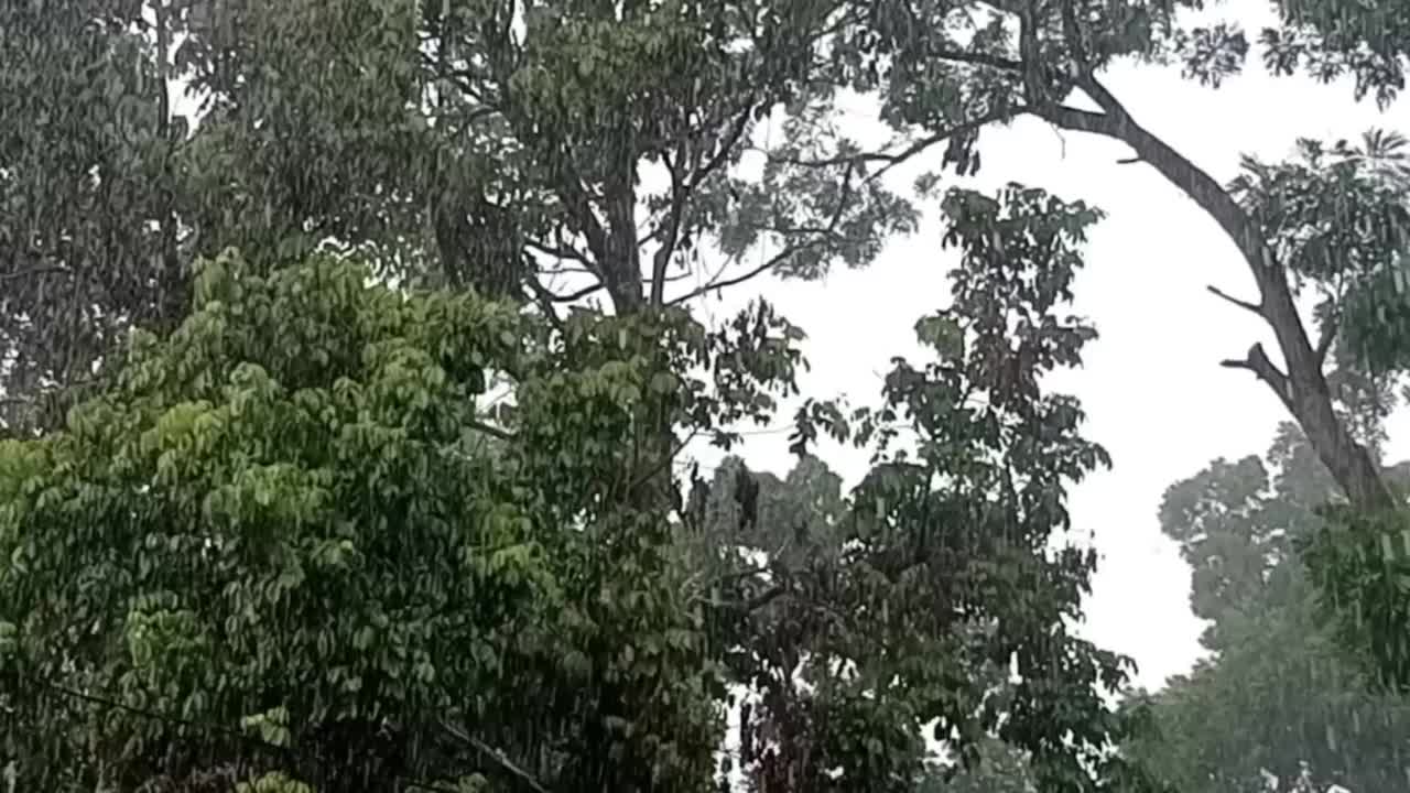 大雨视频素材