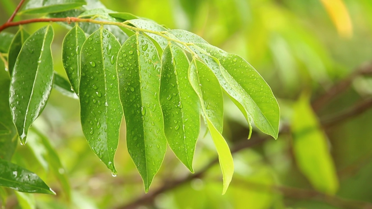 雨落在树叶上视频素材