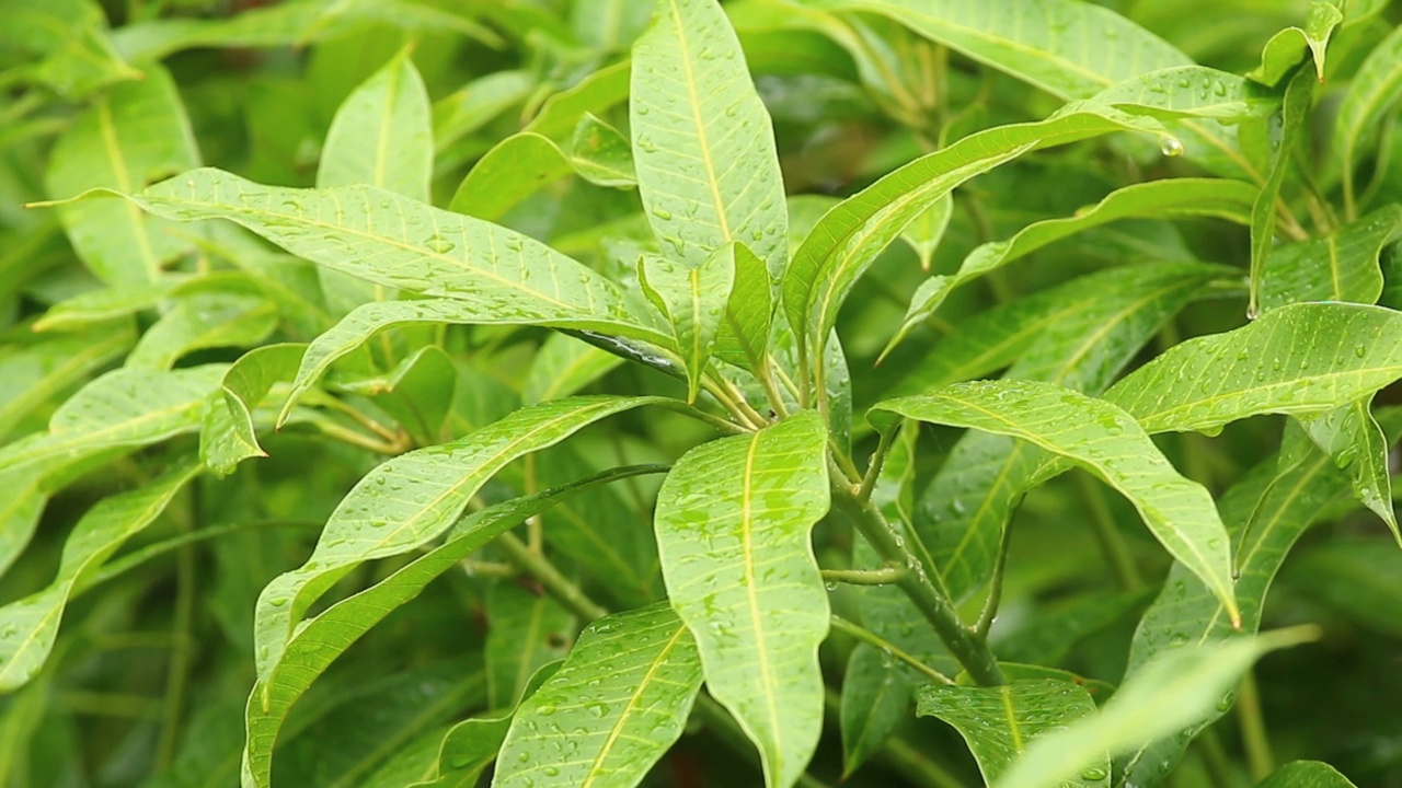 雨落在树叶上视频素材