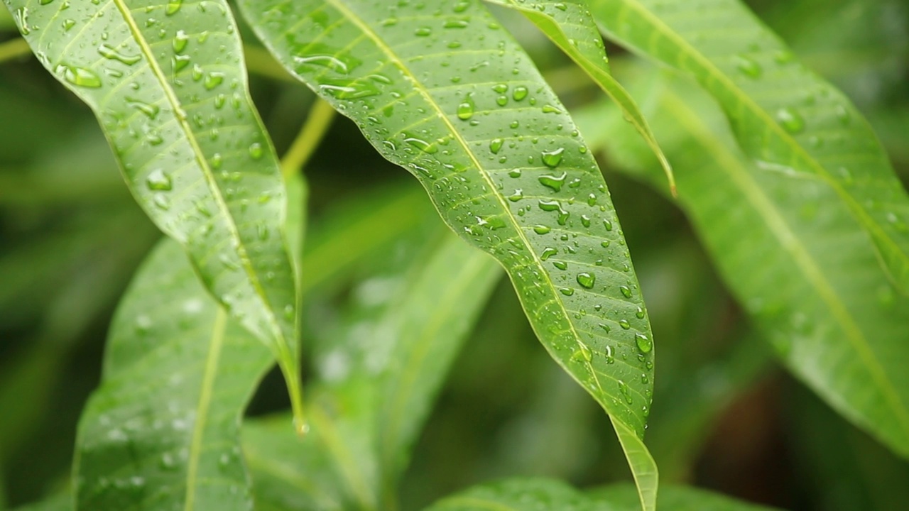 雨落在树叶上视频素材