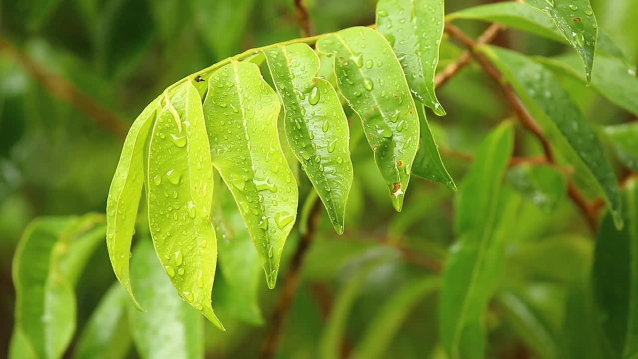 雨落在树叶上视频素材